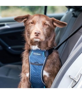 THE COA CarSafe Crash Tested Harness