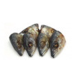 DELMOCAN Cabeza de caballa 60g