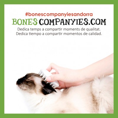 Comparte tiempo de calidad con tu gato